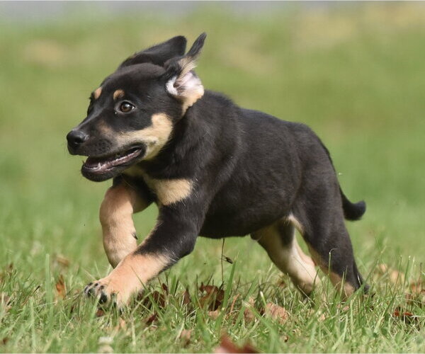 Medium Photo #13 Australian Shepherd-Unknown Mix Puppy For Sale in Mechanicsburg, PA, USA