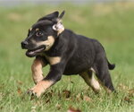 Small Photo #13 Australian Shepherd-Unknown Mix Puppy For Sale in Mechanicsburg, PA, USA