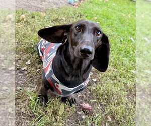 Dumpling - Female Dachshund Dog for Adoption - Photo #4