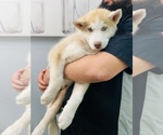 Small Photo #16 Siberian Husky Puppy For Sale in HESPERIA, CA, USA