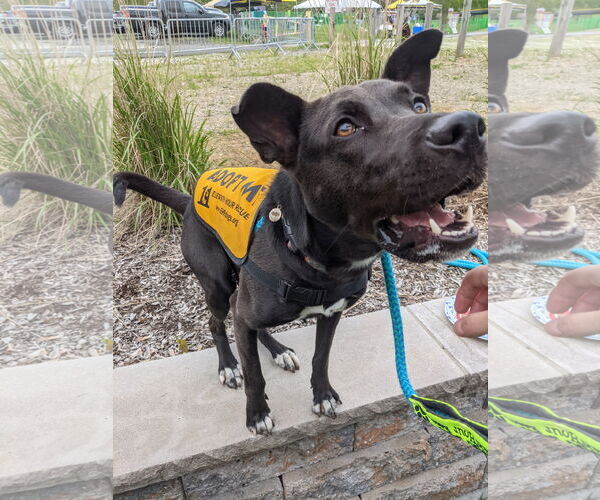 Medium Photo #3 Mutt Puppy For Sale in Rockaway, NJ, USA