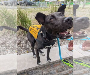Mavi Lizman - Female Mutt Dog for Adoption - Photo #3