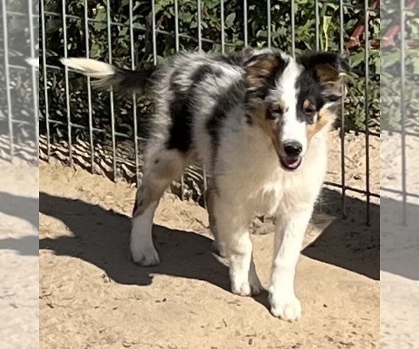 Medium Photo #1 Shetland Sheepdog Puppy For Sale in FORT MORGAN, CO, USA