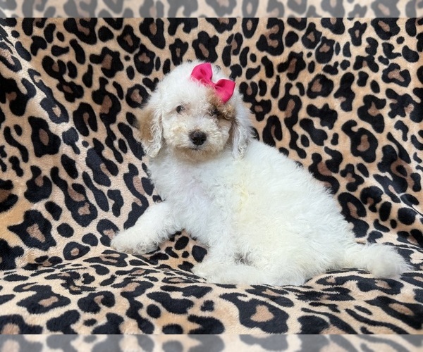 Medium Photo #2 Goldendoodle (Miniature) Puppy For Sale in LAKELAND, FL, USA