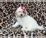 Small #1 Goldendoodle (Miniature)
