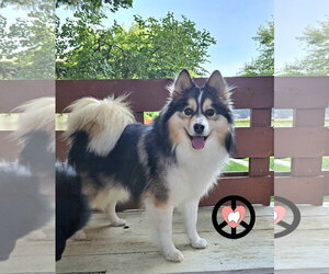 Poncho - Male Pomsky Dog for Adoption - Photo #2