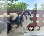 Small #1 Pomsky