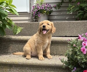 Golden Retriever Puppy for sale in THORP, WI, USA