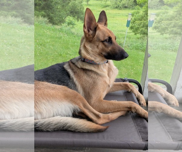 Medium Photo #1 German Shepherd Dog Puppy For Sale in Mechanicsburg, PA, USA