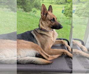 German Shepherd Dog Dogs for adoption in Mechanicsburg, PA, USA