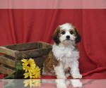 Small #1 Cavachon