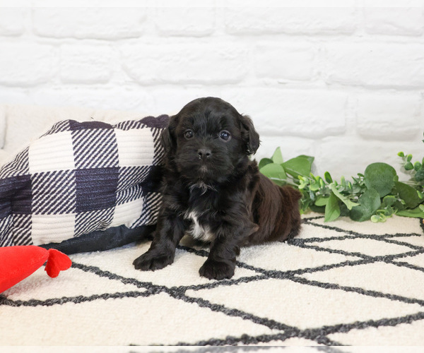 Medium Photo #7 Shih-Poo Puppy For Sale in SYRACUSE, IN, USA