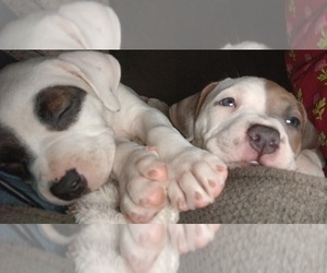 American Staffordshire Terrier Litter for sale in UNIONTOWN, PA, USA