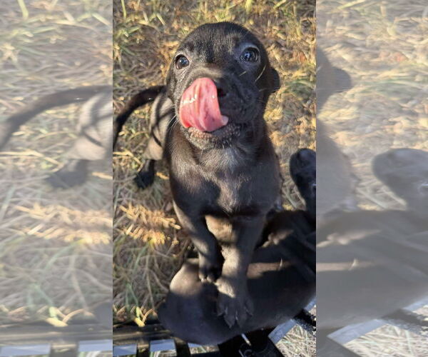 Medium Photo #4 Black Mouth Cur-Labrador Retriever Mix Puppy For Sale in Alexander, AR, USA