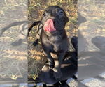 Small #3 Black Mouth Cur-Labrador Retriever Mix