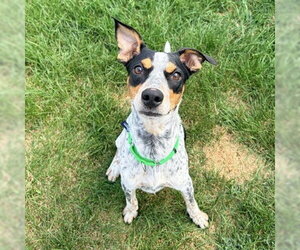 Mutt Dogs for adoption in Fargo, ND, USA