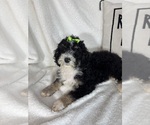 Image preview for Ad Listing. Nickname: Molly