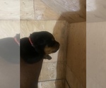 Small Photo #2 Rottweiler Puppy For Sale in RICHLAND, GA, USA