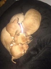 Chihuahua Puppy for sale in ANAHEIM, CA, USA