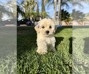 Mal-Shi Puppy for Sale in RIVERSIDE, California USA