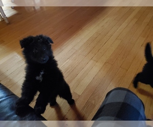 Belgian Sheepdog Puppy for sale in TAYLORSVILLE, NC, USA