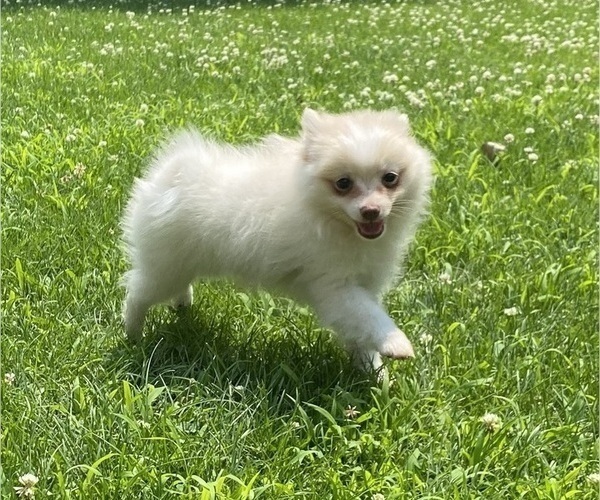 Medium Photo #2 Pomeranian Puppy For Sale in RICHMOND, MI, USA