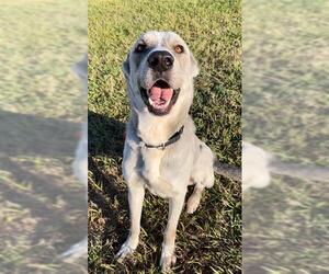 German Shepherd Dog-Unknown Mix Dogs for adoption in Rosenberg, TX, USA