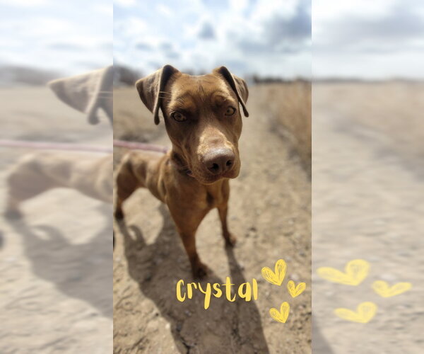 Medium Photo #14 American Pit Bull Terrier-American Staffordshire Terrier Mix Puppy For Sale in Monte Vista, CO, USA