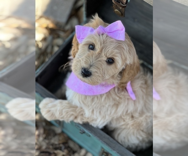 Medium Photo #2 Goldendoodle Puppy For Sale in AZLE, TX, USA