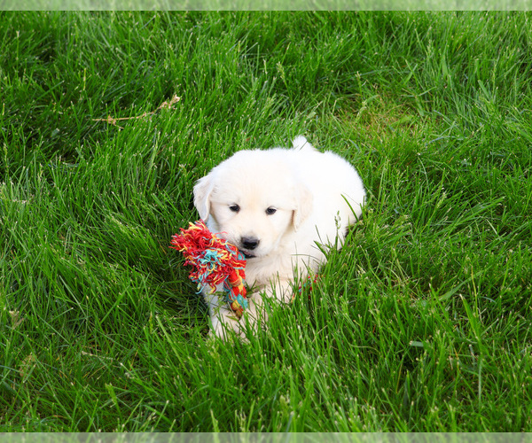 Medium Photo #5 English Cream Golden Retriever Puppy For Sale in SYRACUSE, IN, USA
