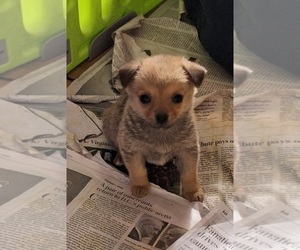 Chiranian Puppy for sale in SPOTSYLVANIA, VA, USA