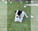 Small Photo #10 Labrador Retriever-Unknown Mix Puppy For Sale in Escondido, CA, USA