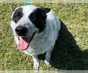 Mutt Dogs for adoption in Redwood City, CA, USA