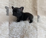 Small Photo #4 French Bulldog Puppy For Sale in HUSON, MT, USA