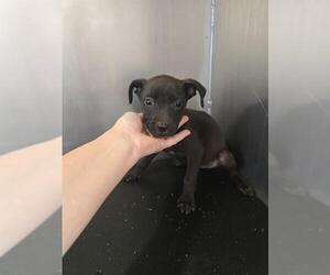 Labrador Retriever-Unknown Mix Dogs for adoption in Conroe, TX, USA
