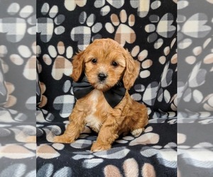 Cavapoo-Poodle (Toy) Mix Puppy for sale in RED LION, PA, USA
