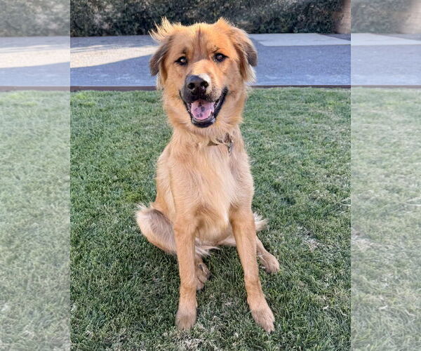 Medium Photo #7 Siberian Husky-Unknown Mix Puppy For Sale in Corona, CA, USA