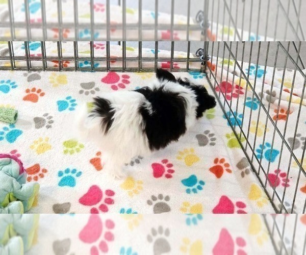 Medium Photo #9 Papitese Puppy For Sale in ORO VALLEY, AZ, USA