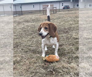 Cooper - Male Beagle Dog for Adoption - Photo #4