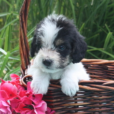 Poogle Puppy for sale in GAP, PA, USA