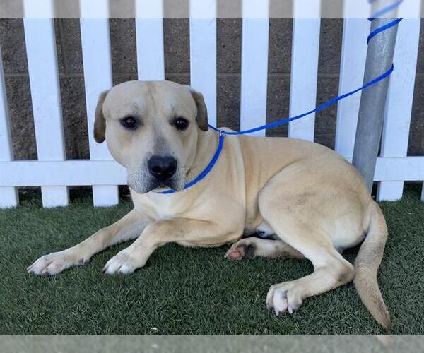 Medium Photo #1 Mutt Puppy For Sale in Modesto, CA, USA