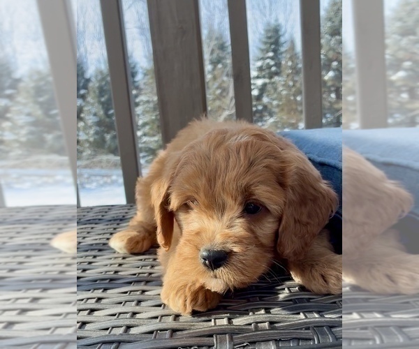 Medium Photo #20 Goldendoodle (Miniature) Puppy For Sale in RANDOLPH, WI, USA