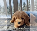 Small #2 Goldendoodle (Miniature)