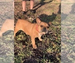 Small Photo #1 French Bulldog Puppy For Sale in JACKSONVILLE, FL, USA