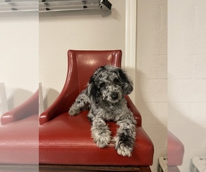 Medium Poodle (Miniature)