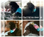 Small Photo #1 Poodle (Standard) Puppy For Sale in PAW PAW, MI, USA