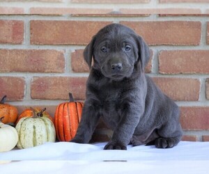 Labrador Retriever Puppy for sale in FREDERICKSBG, OH, USA