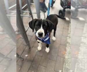 Labrador Retriever-Unknown Mix Dogs for adoption in Holly Springs, NC, USA