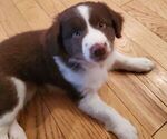Small Photo #1 Border Collie-Mountain Feist Mix Puppy For Sale in MOUNTAIN VIEW, AR, USA
