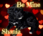 Puppy Shania Portuguese Water Dog